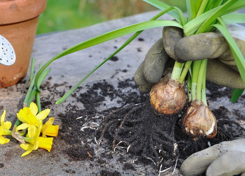 påskeliljetransplantasjon