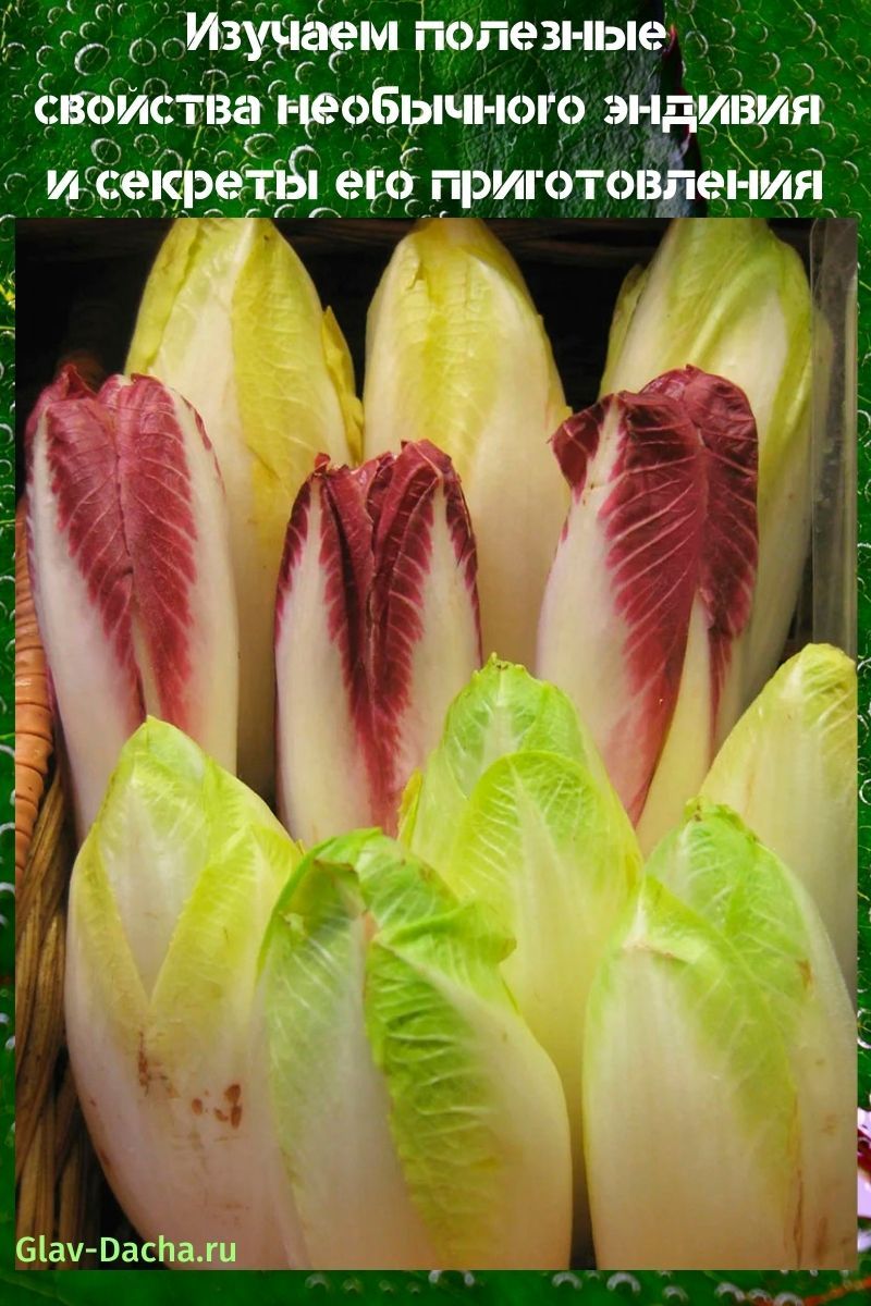 คุณสมบัติที่เป็นประโยชน์ของ endive