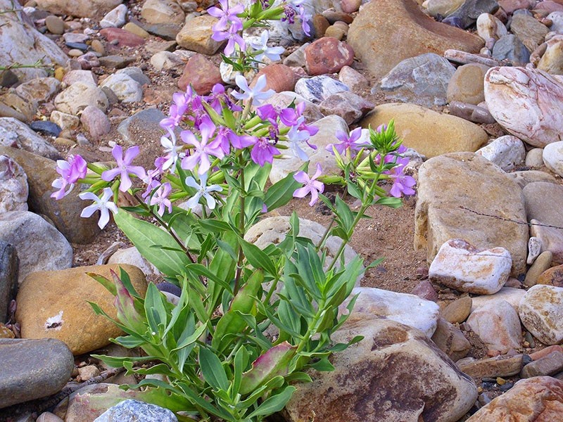 såpeurt blomstrer under naturlige forhold