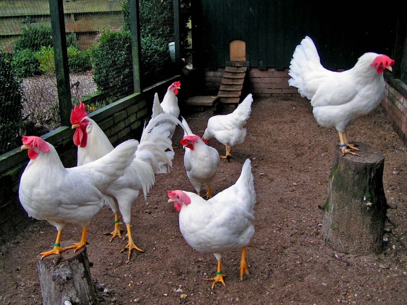 ภาพถ่ายและคำอธิบายของไก่ Leghorn