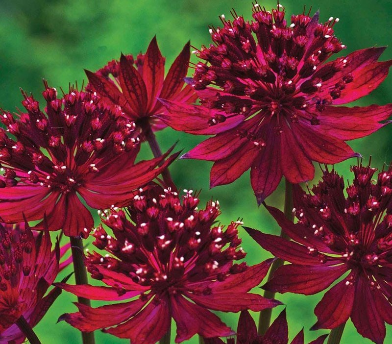 vakre lyse astrantia