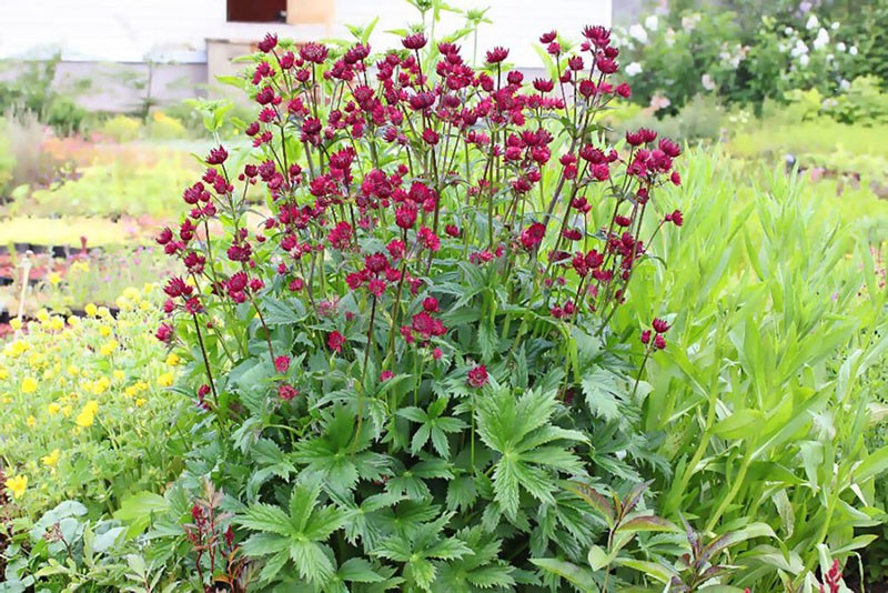 Astrantia z rodziny parasolek