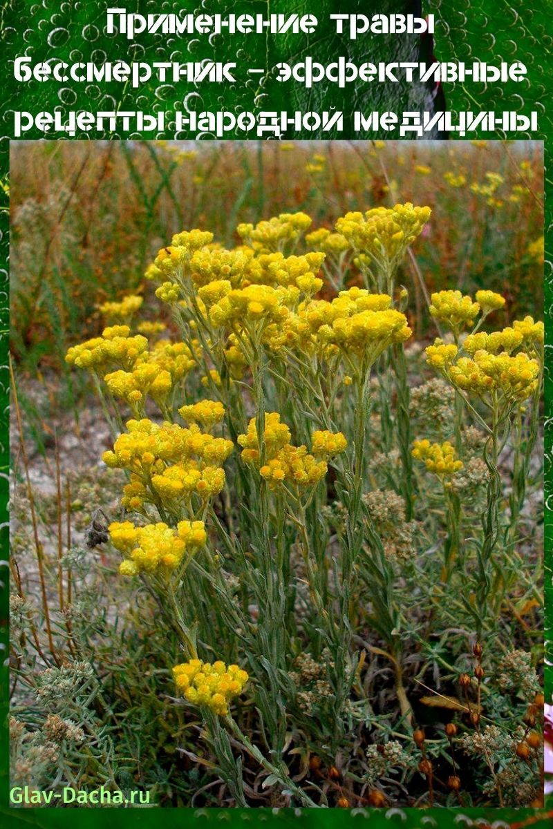 påføring av urten immortelle