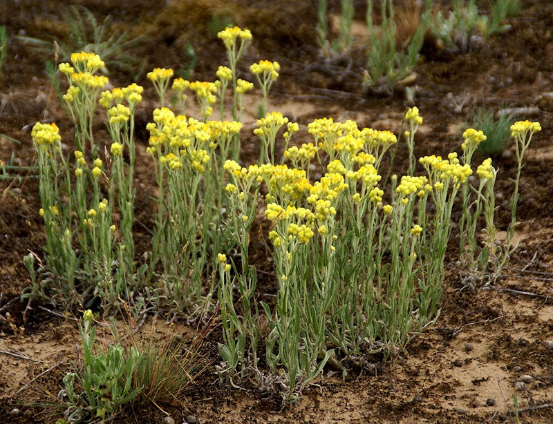 immortelle blomstrer