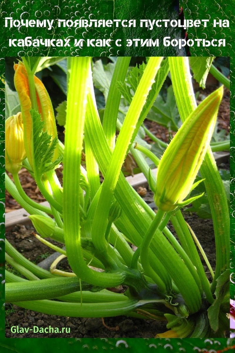 ufruktbar blomst på courgette