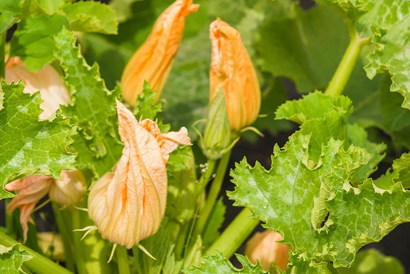 mye karrige blomster på courgette