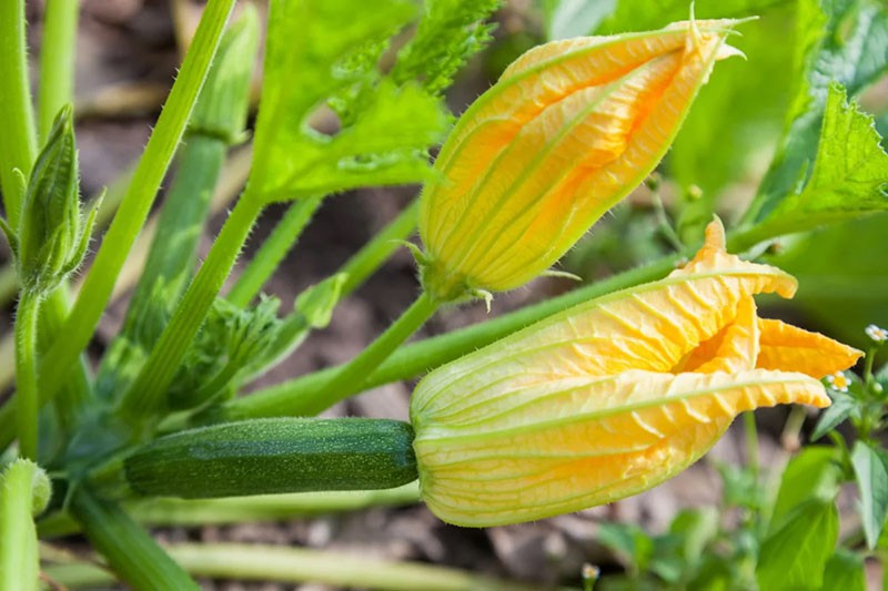 karrige blomster funnet på courgette