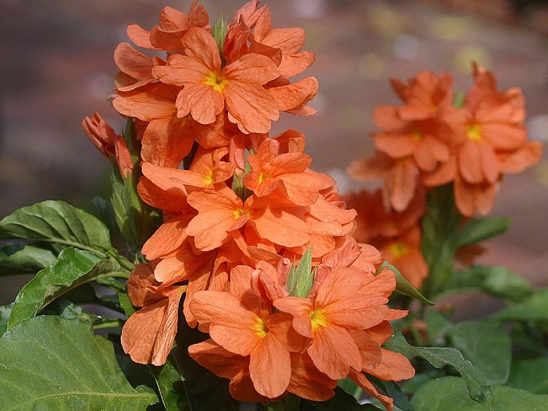 บานเขียวชอุ่มของ crossandra