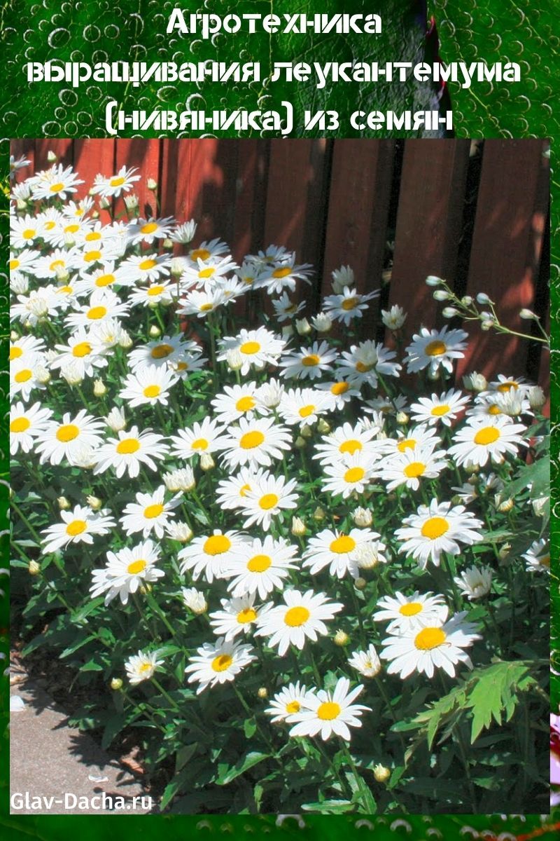 rosnąca leucanthemum (jawor) z nasion