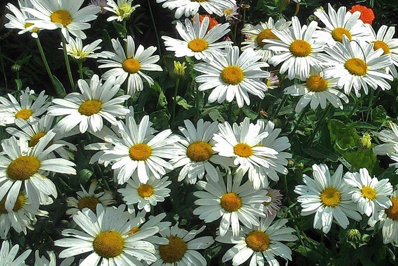 beskjeden vakker blomster tusenfryd