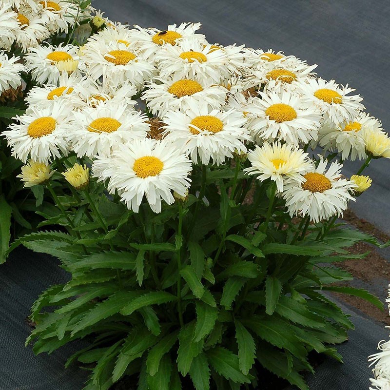 สวน leucanthemum