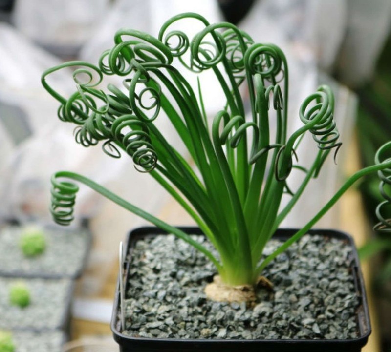 spirala albuca