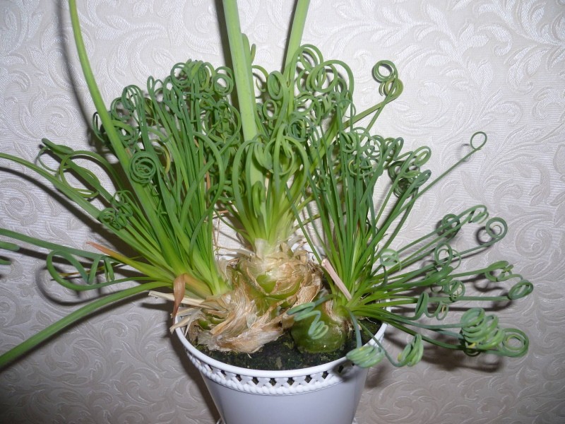 ช่วงเวลาที่อยู่เฉยๆสำหรับ albuca