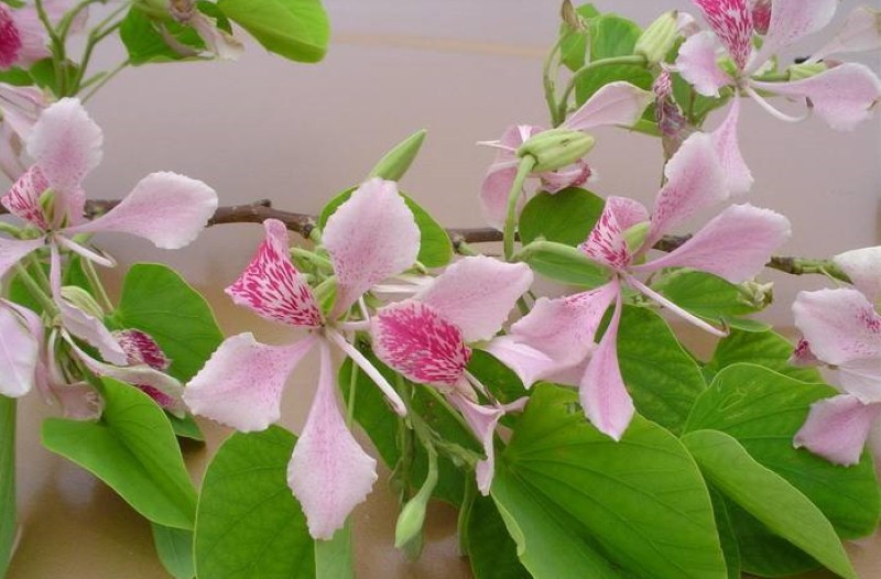 ต้นกล้วยไม้ bauhinia