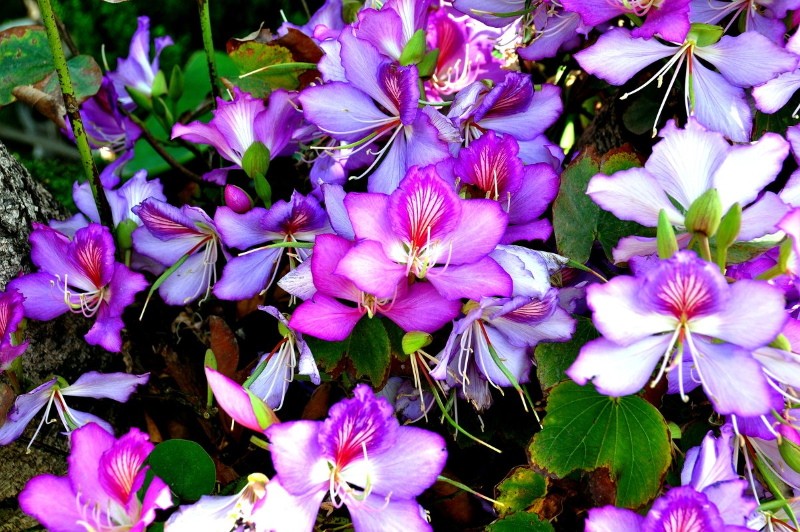 blomstrende bauhinia