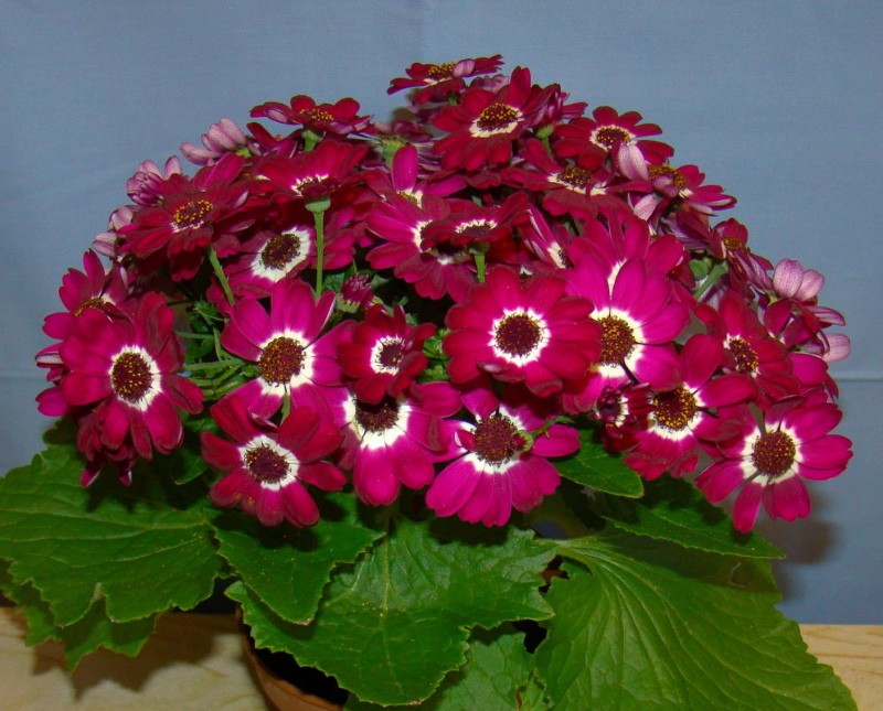 cineraria krvavý