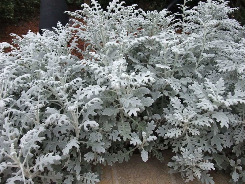 cineraria stříbřitě roční nebo trvalka