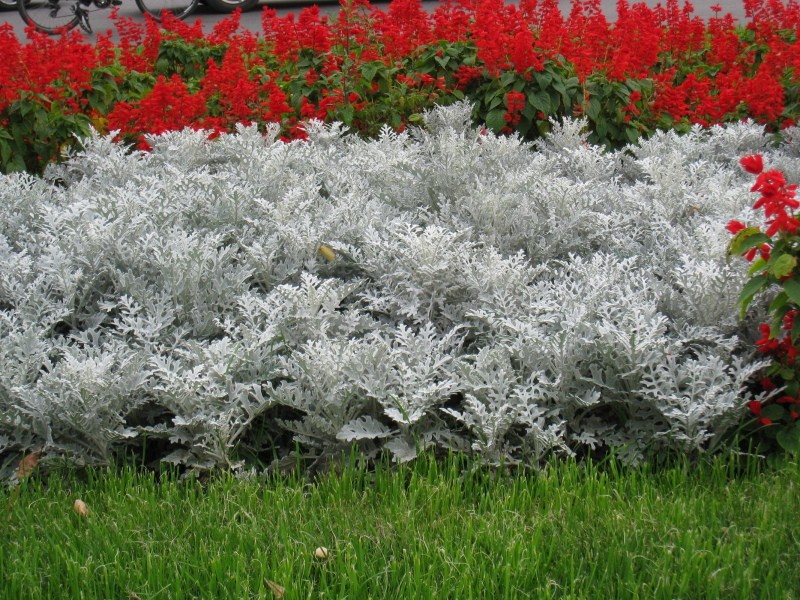 cineraria stříbřitý v zahradě