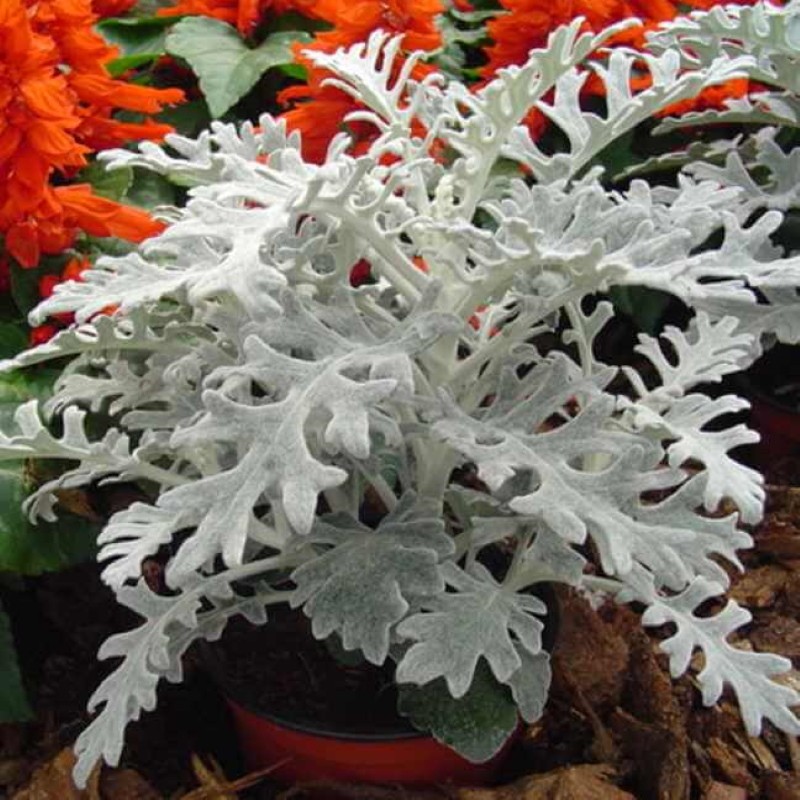 cineraria