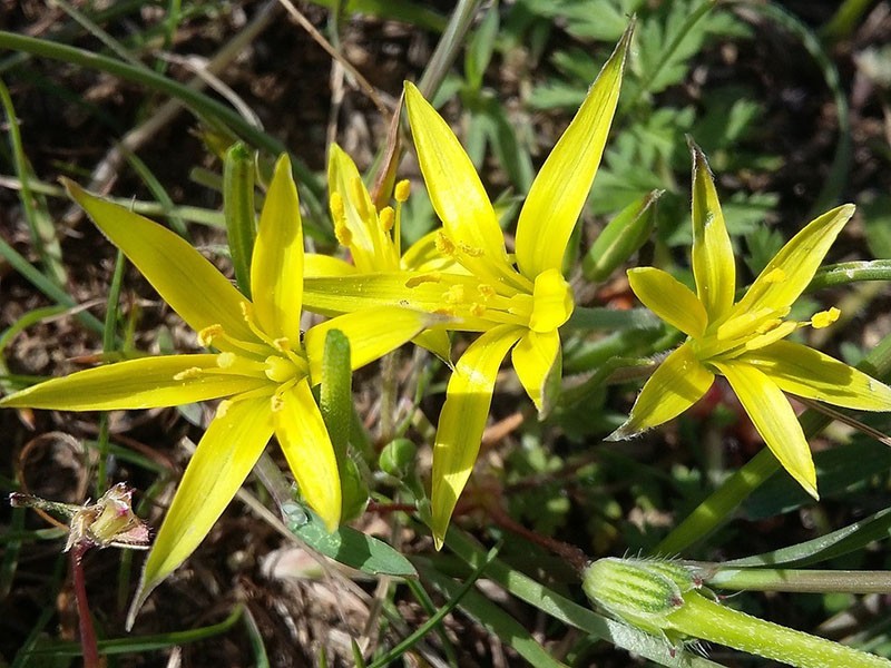 lyse blomster av gåsløk