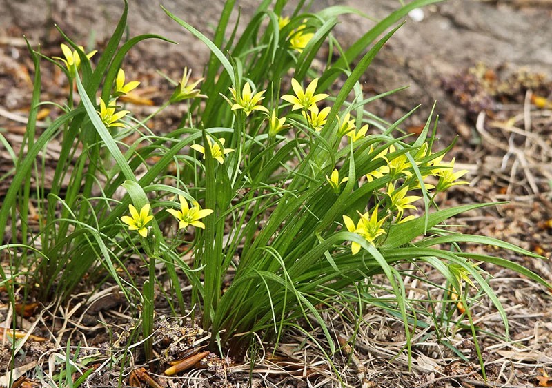 gåsløk i blomst