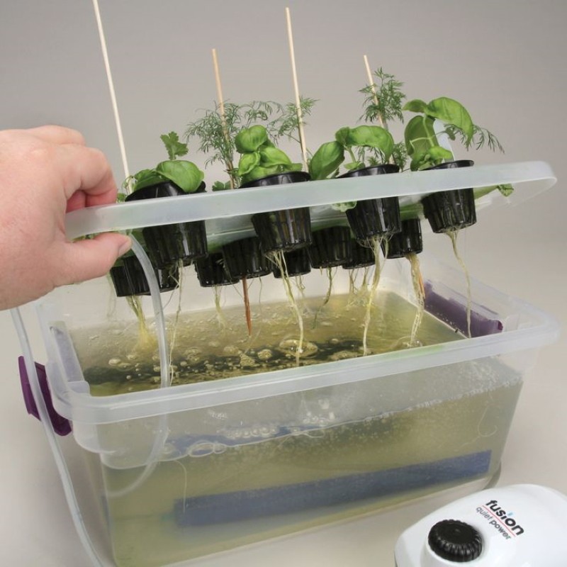 hydroponic plante for å dyrke grøntområder