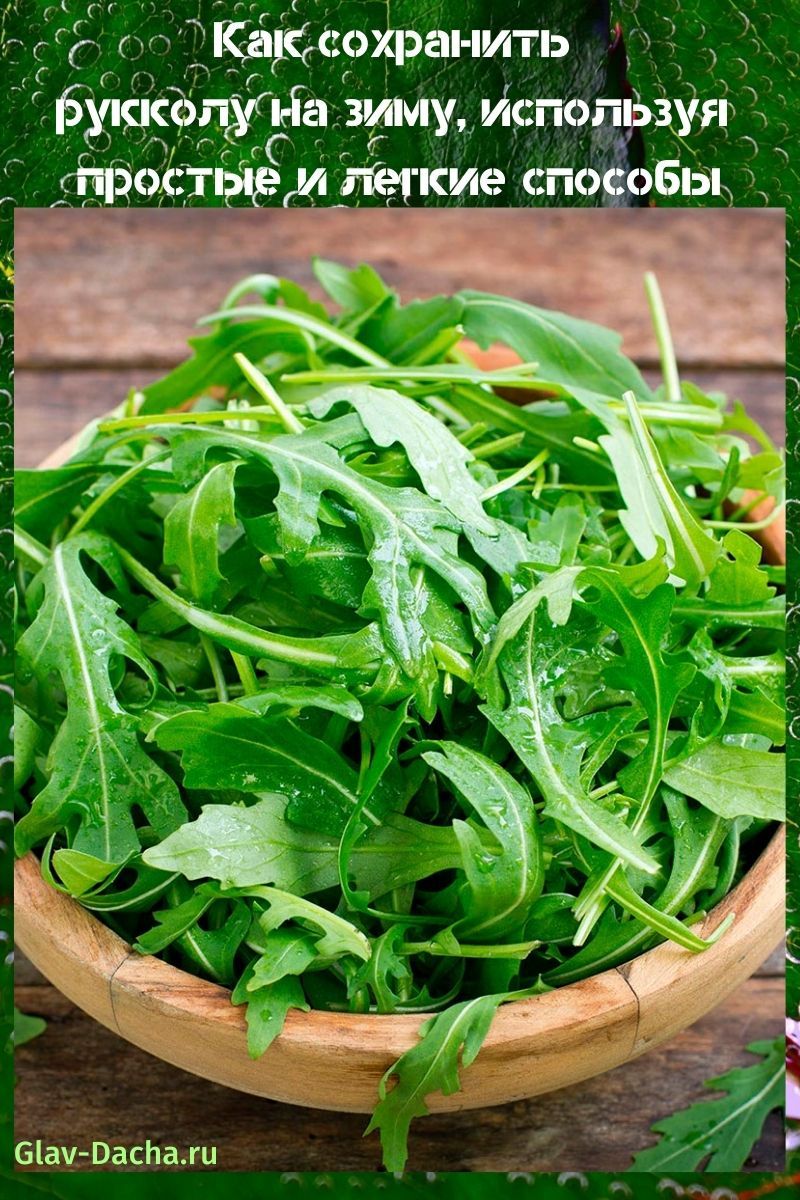 วิธีเก็บ arugula สำหรับฤดูหนาว