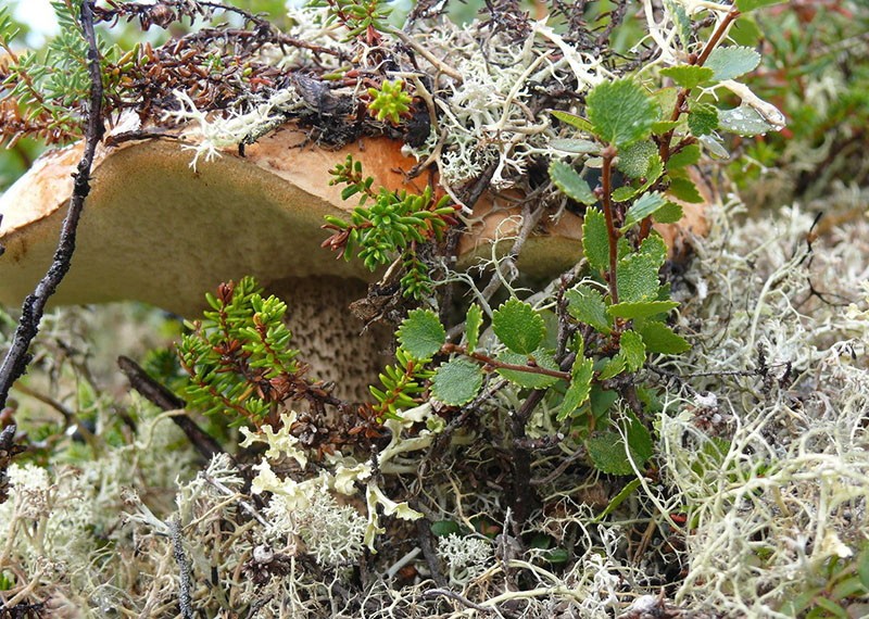 dvergbjørk i naturen