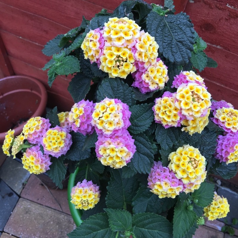 lantana camara blomstre