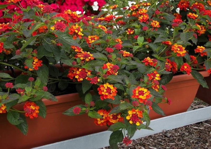 lantana camara w garnku