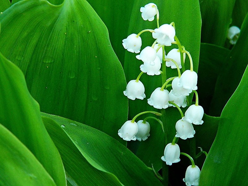 vårblomst lilje av dalen