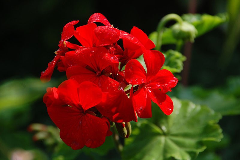 flerårig plante knallrød geranium