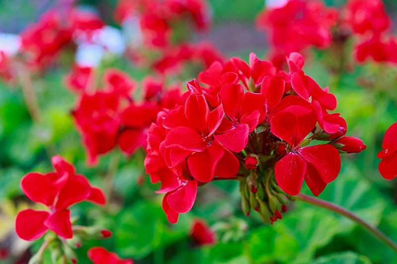 kwitnie geranium