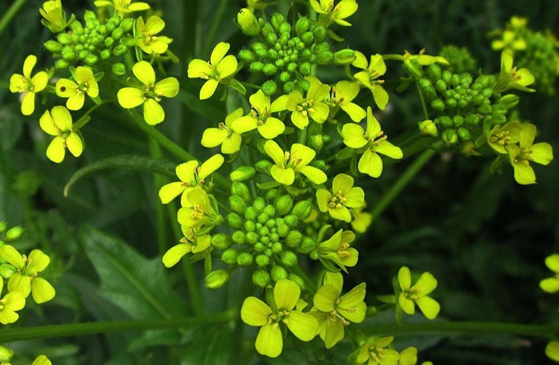 cruciferous plante