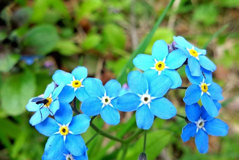 blomster av himmelens farge