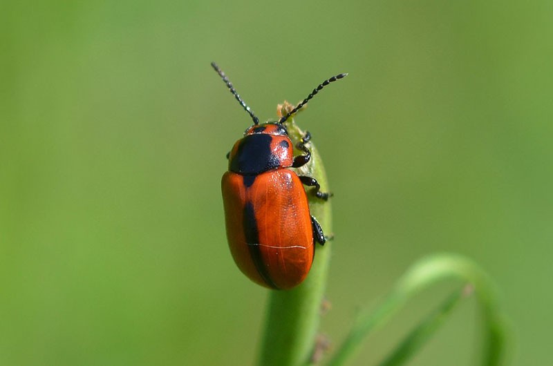 ด้วงข่มขืน coleopteran