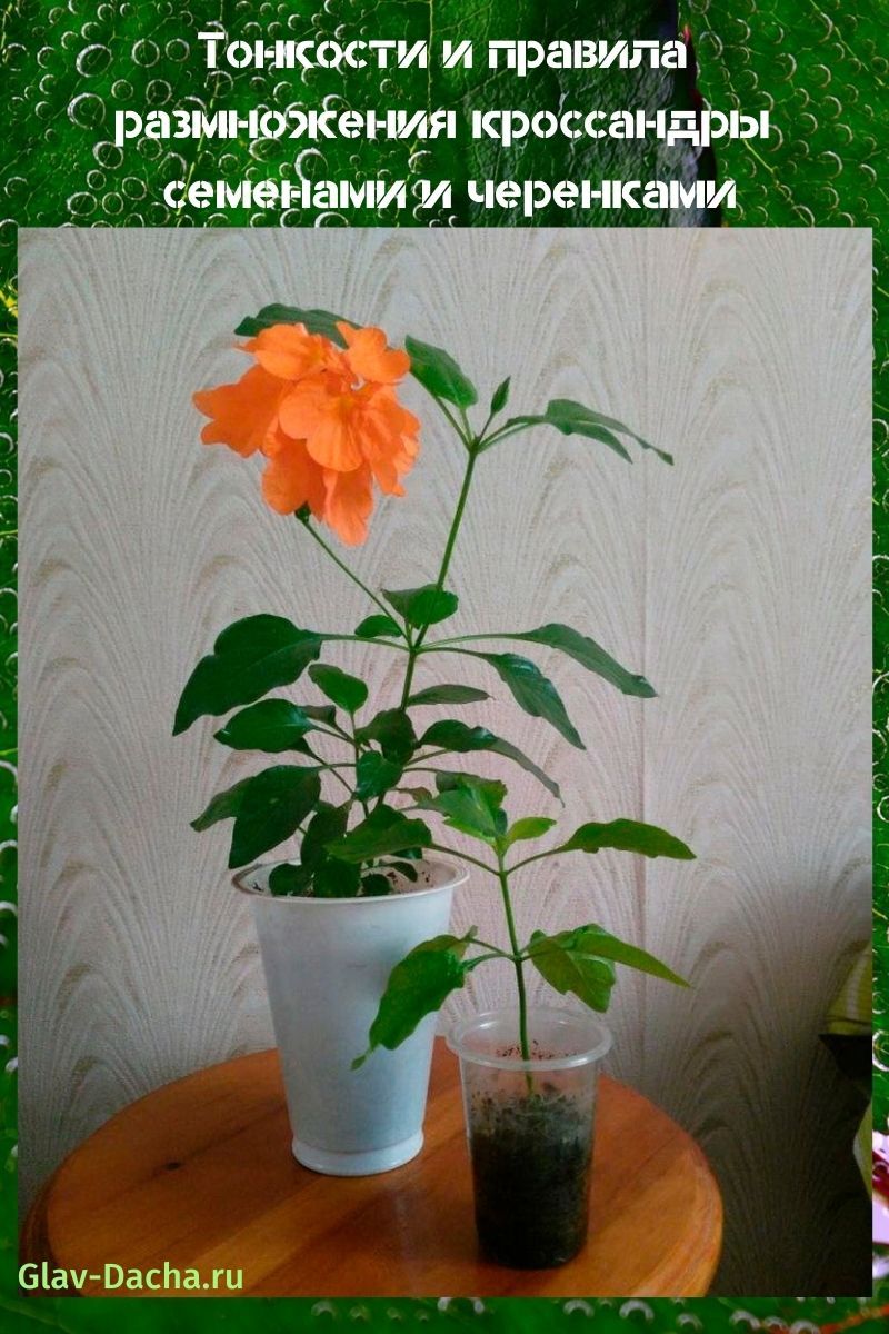 การสืบพันธุ์ของ crossandra