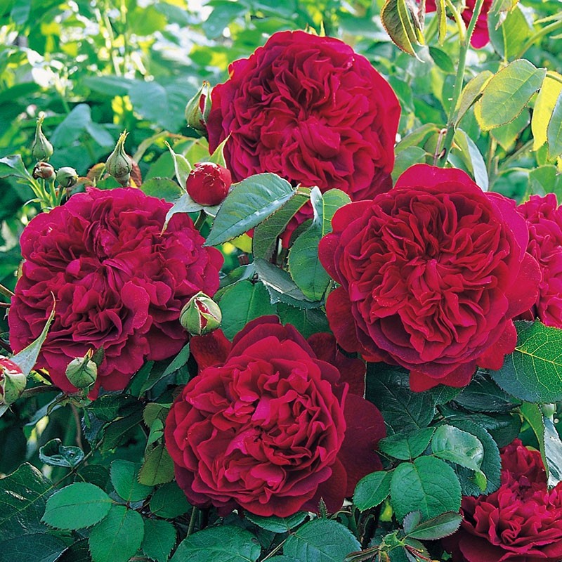 frodig rose blomst william shakespeare