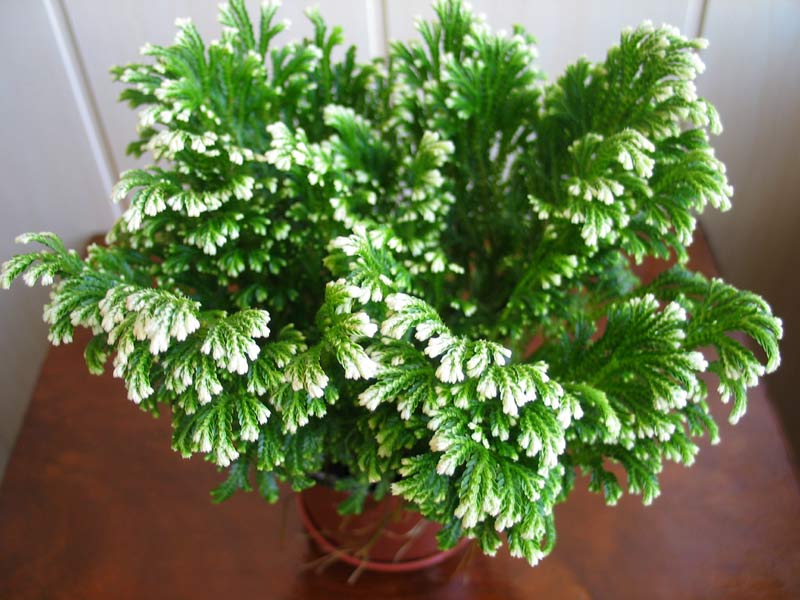 Selaginella