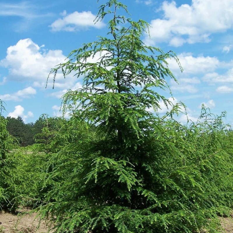 kanadisk hemlock