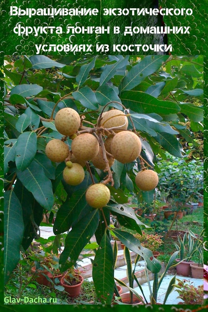 dyrke longan frukt hjemme