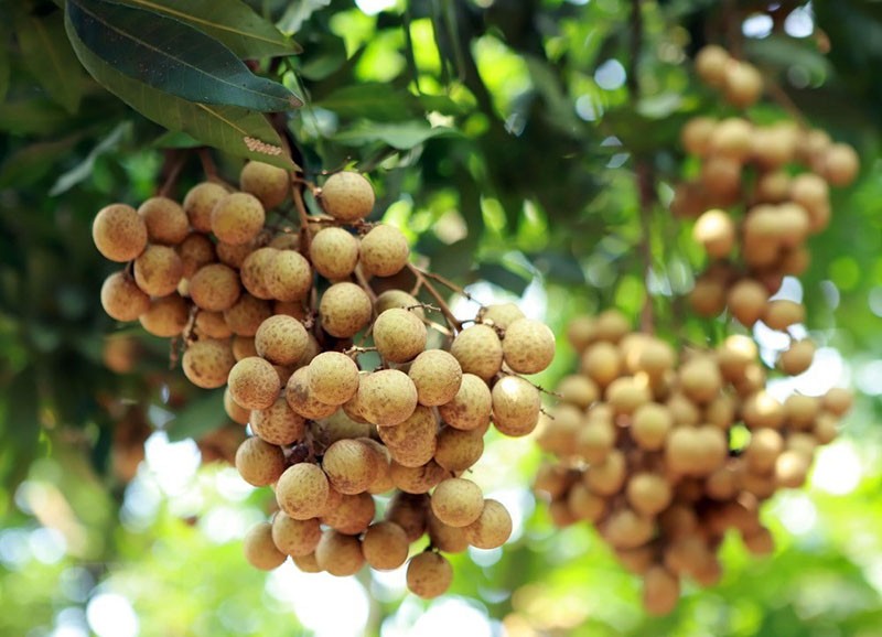 longan dojrzewa