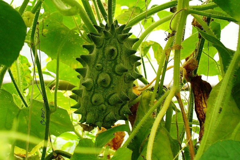 Kiwano przynosi owoce