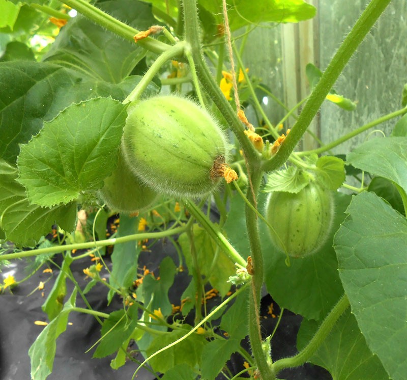 frukt med agurk og melonsmak