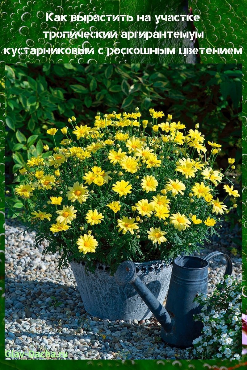 keř argyranthemum