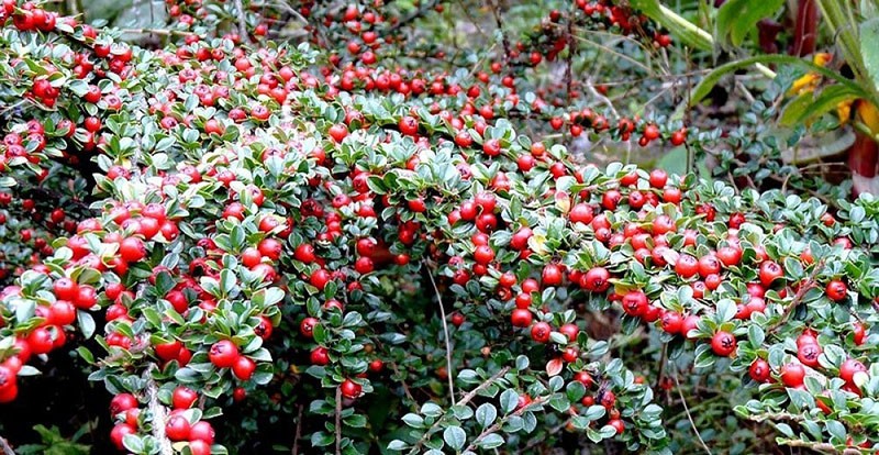 พล็อตตกแต่ง cotoneaster แนวนอน