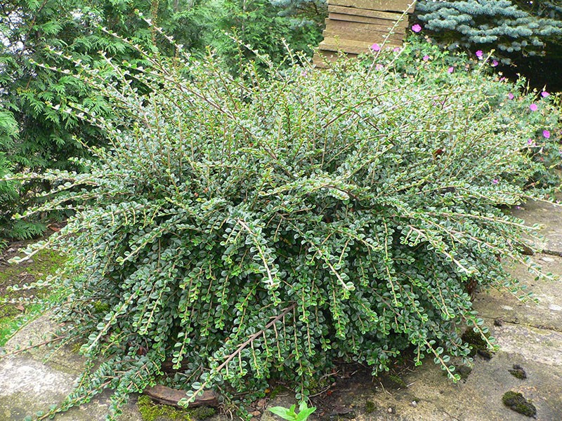 แนวนอน cotoneaster variegatus