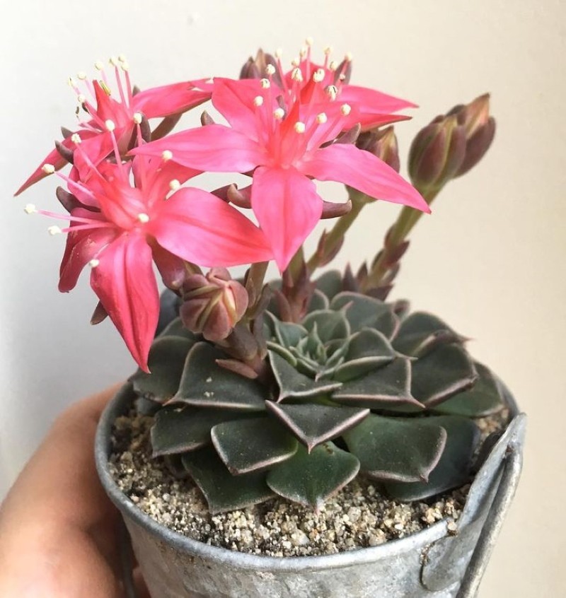 graptopetalum domácí péče