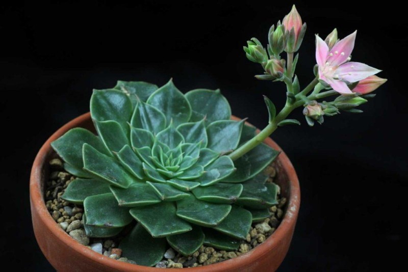 graptopetalum beskrivelse