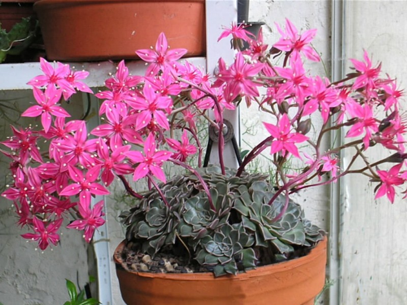 blomstrende graptopetalum